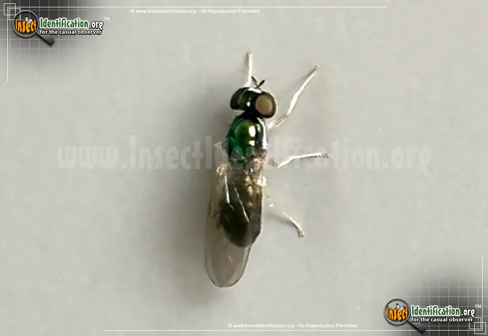 Soldier Fly