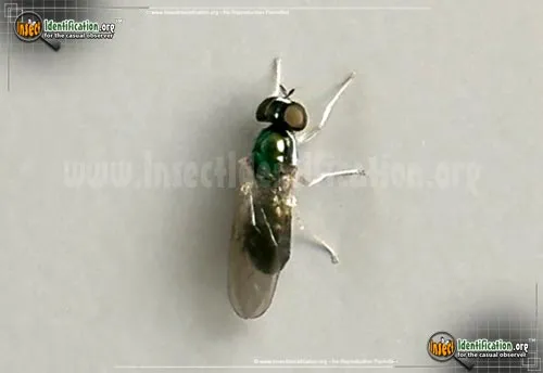 Soldier Fly - photo 2