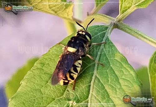 Soldier Fly - photo 2