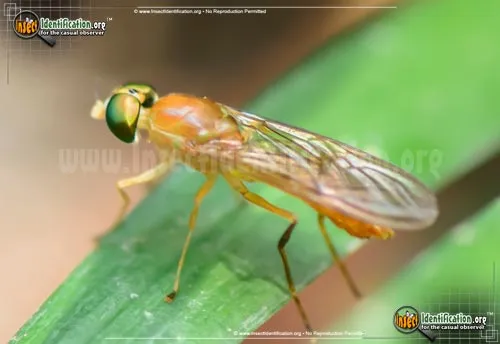 Soldier Fly - photo 8