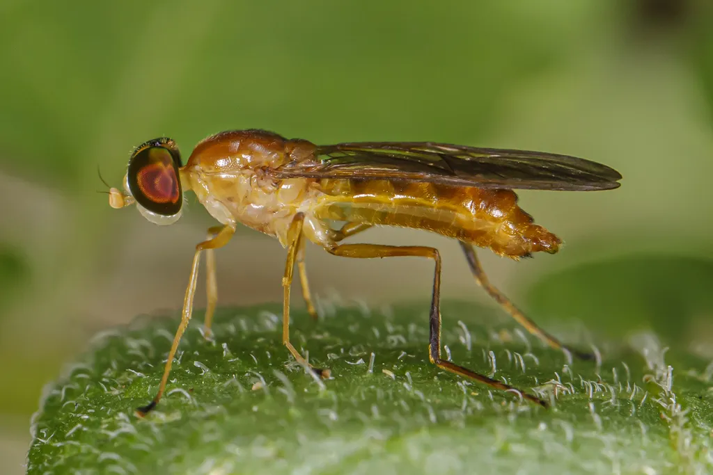 Soldier Fly - photo 2