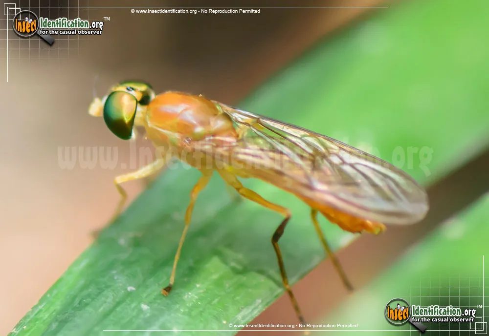 Soldier Fly - photo 3
