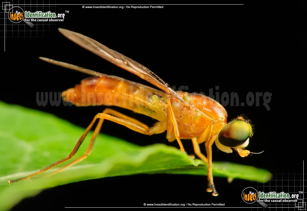 Soldier Fly - photo 4