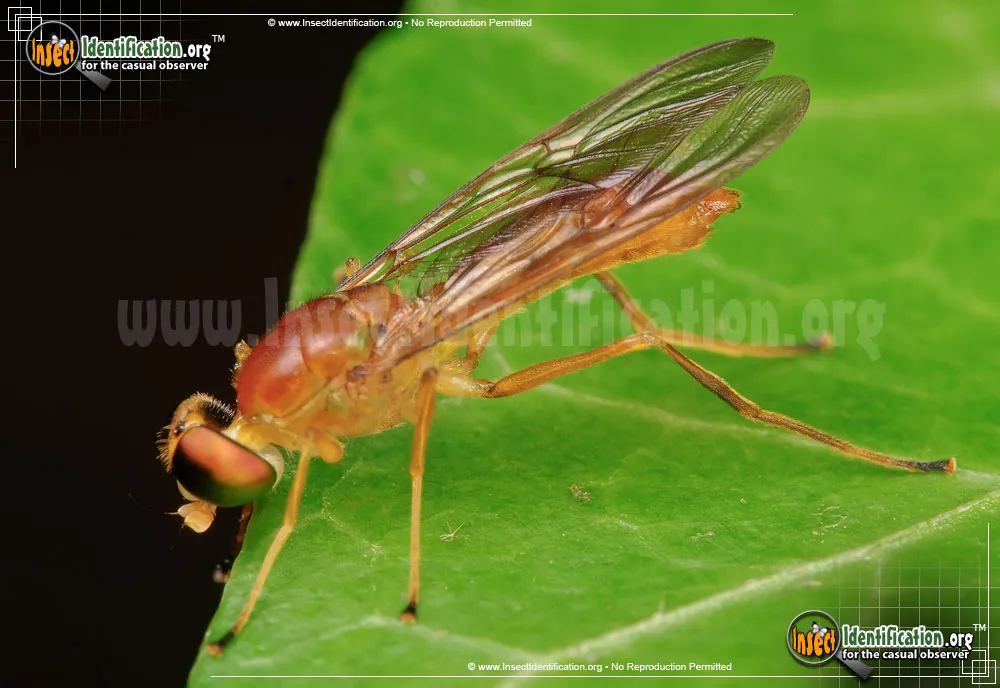 Soldier Fly - photo 5
