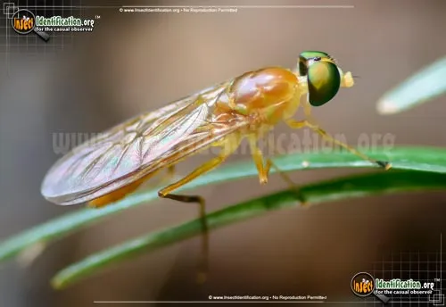 Soldier Fly - photo 6