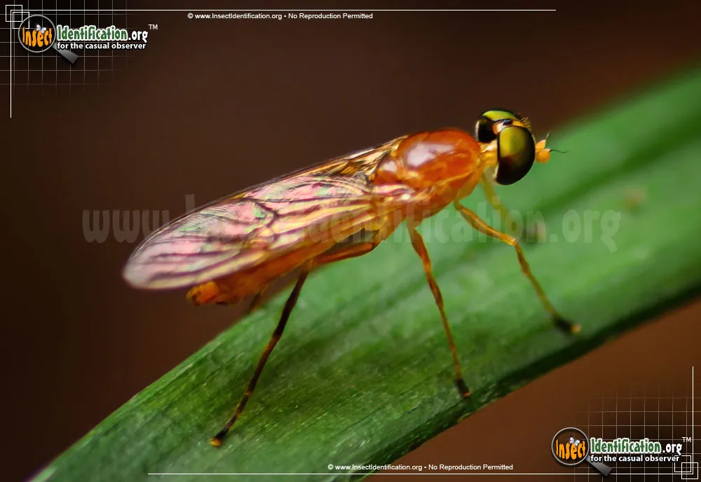 Soldier Fly - photo 7