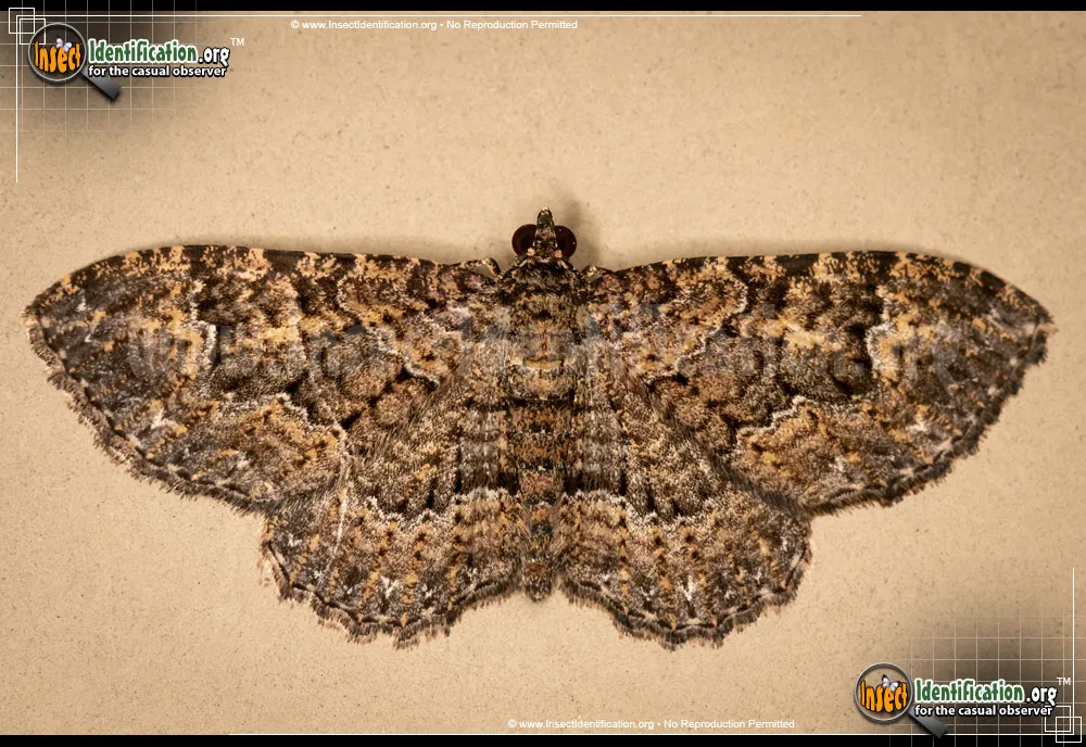 Somber Carpet Moth - Disclisioprocta stellata