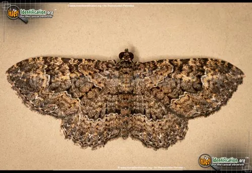 Somber Carpet Moth - photo 2