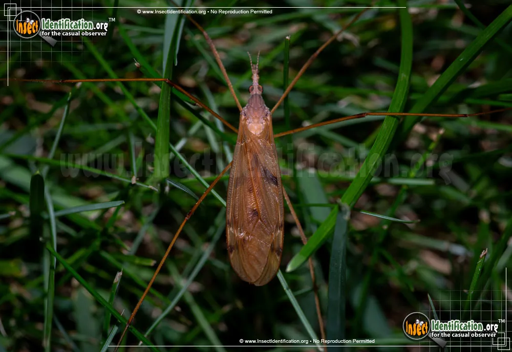 Sooty Crane Fly