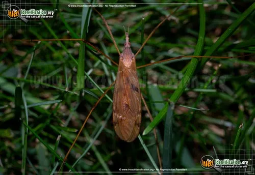 Sooty Crane Fly - photo 2