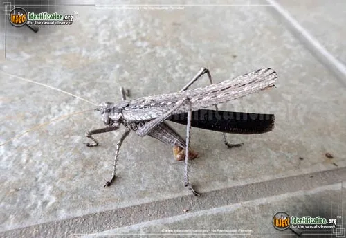 Sooty Longwing Katydid - photo 2