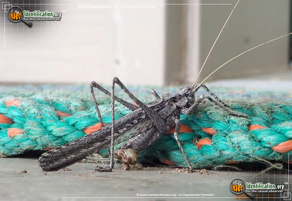 Sooty Longwing Katydid - photo 3