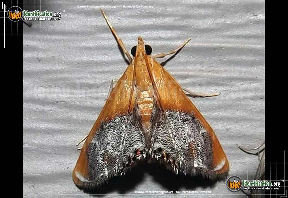 Sooty-winged Chalcoela Moth
