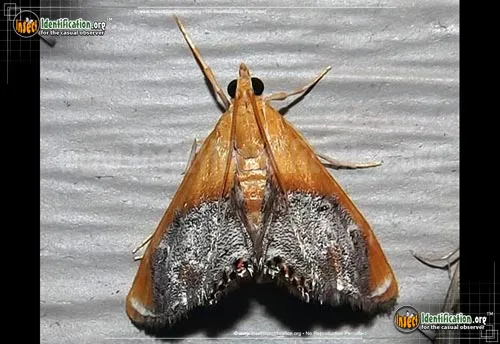 Sooty-winged Chalcoela Moth - photo 2