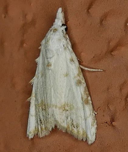 Sorghum Webworm Moth - Nola cereella