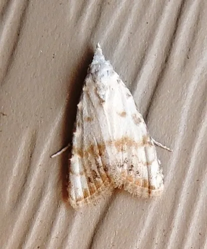Sorghum Webworm Moth - photo 4