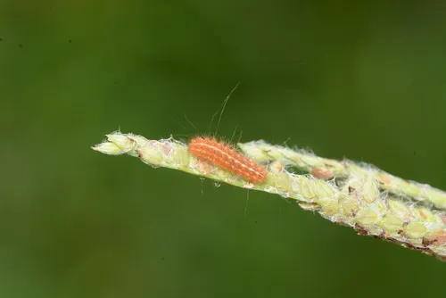 Sorghum Webworm Moth - photo 5