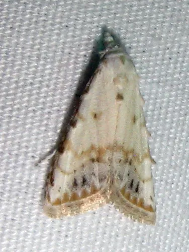 Sorghum Webworm Moth - photo 6
