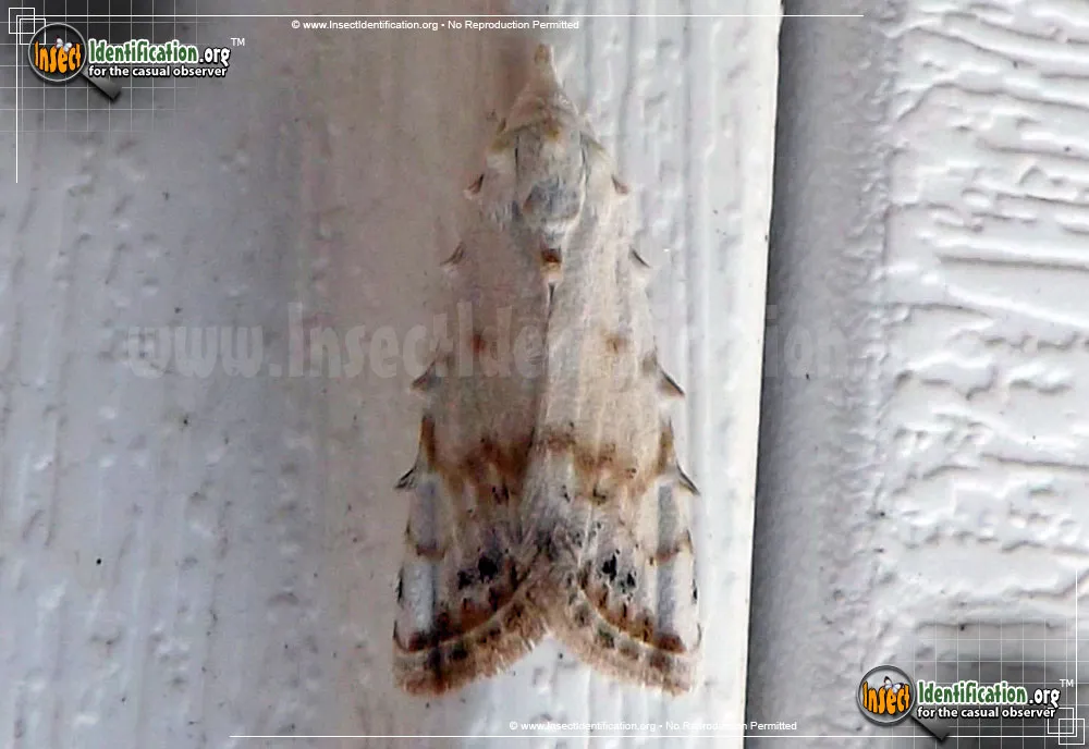 Sorghum Webworm Moth - photo 7