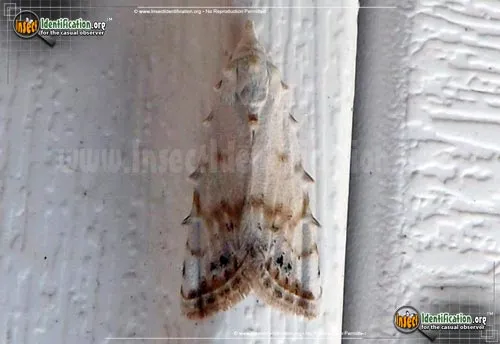 Sorghum Webworm Moth - photo 8