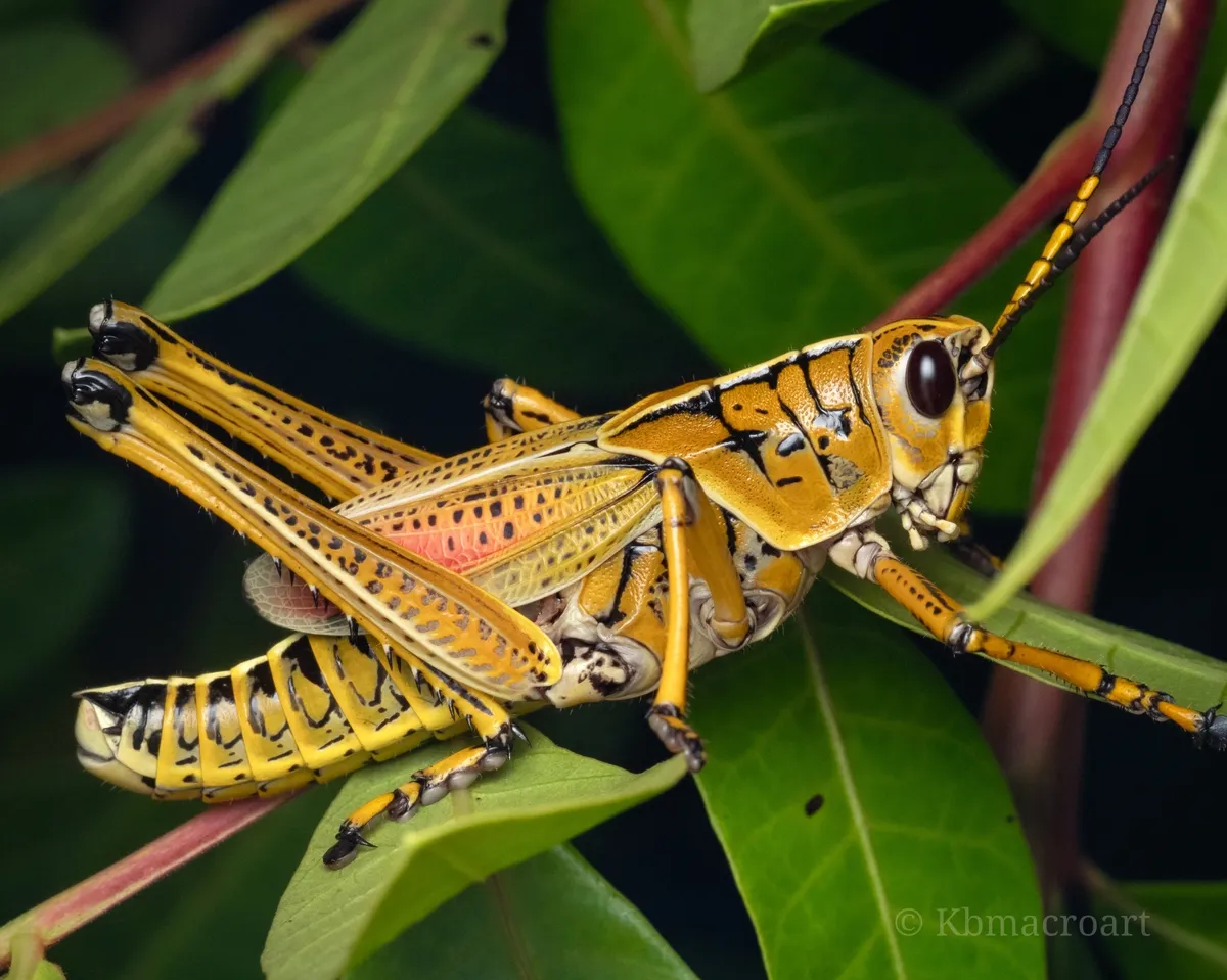Southeastern Lubber Grasshopper - photo 3