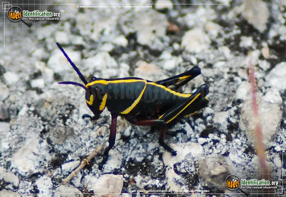 Southeastern Lubber Grasshopper - photo 4