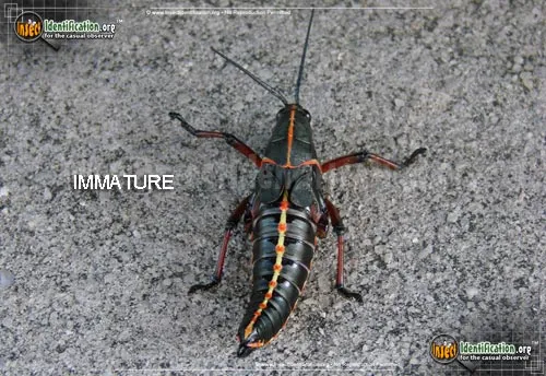 Southeastern Lubber Grasshopper - photo 5