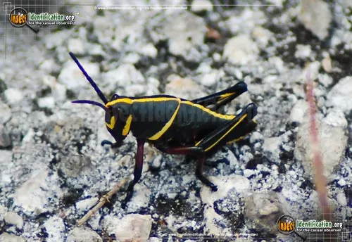 Southeastern Lubber Grasshopper - photo 6