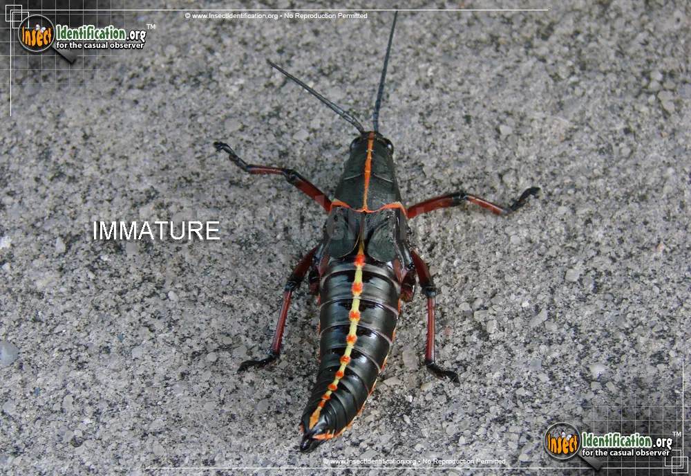 Southeastern Lubber Grasshopper - photo 7