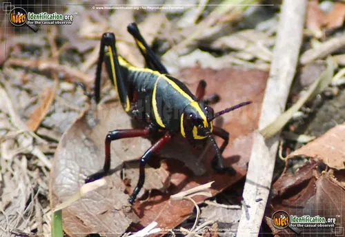 Southeastern Lubber Grasshopper - photo 8