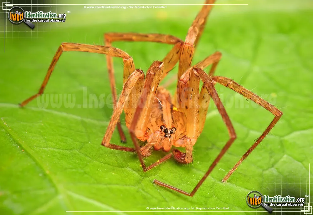 Southeastern Wandering Spider