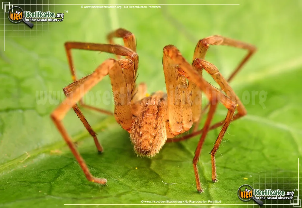 Southeastern Wandering Spider - photo 3