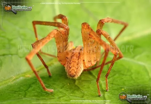 Southeastern Wandering Spider - photo 4
