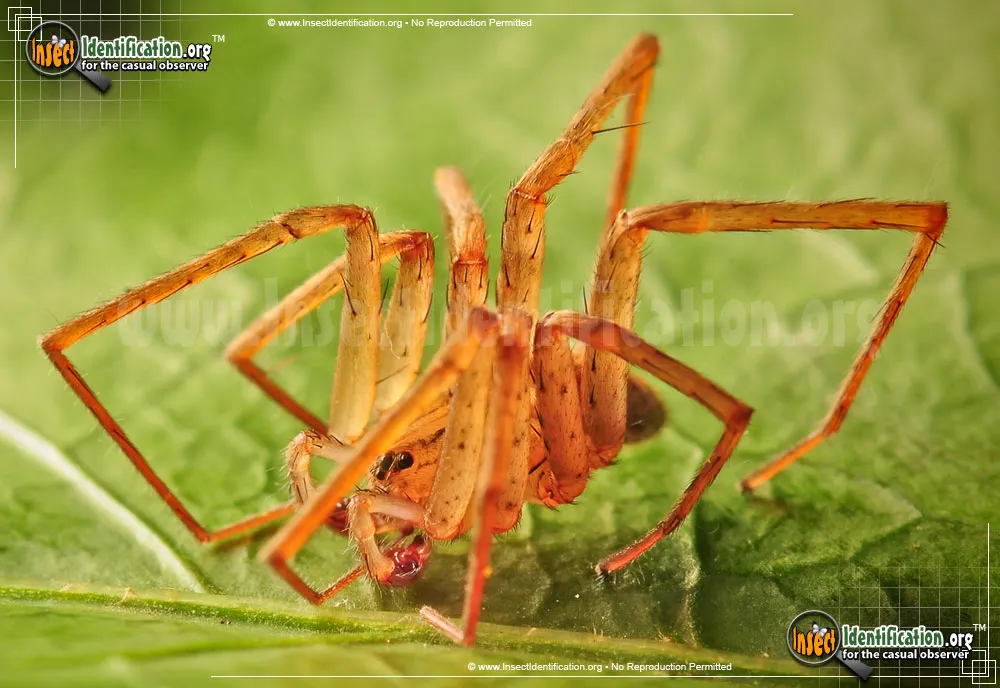 Southeastern Wandering Spider - photo 5