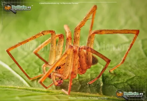 Southeastern Wandering Spider - photo 6