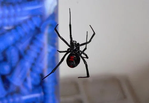 Black Widow - photo 2
