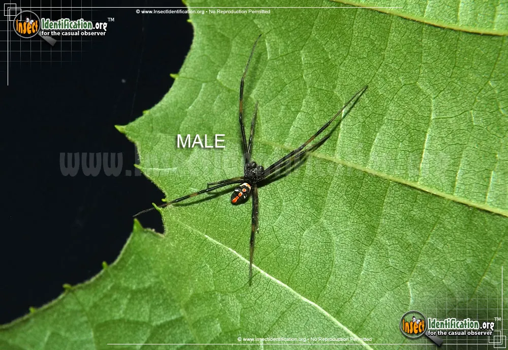 Black Widow - photo 3