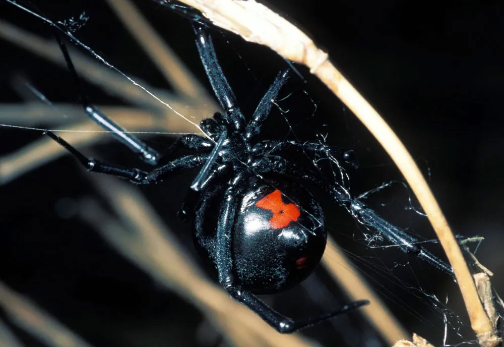 Black Widow - photo 5