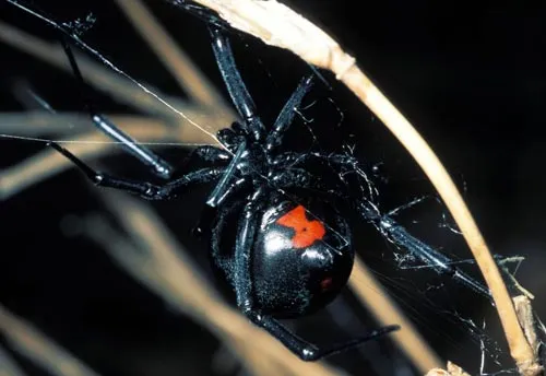 Black Widow - photo 6