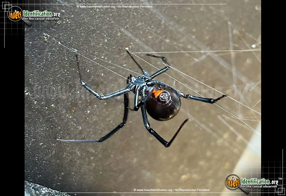 Black Widow - photo 7