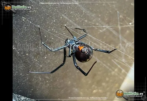 Black Widow - photo 8
