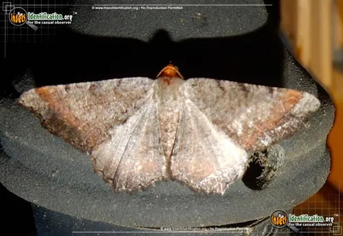 Southern Chocolate Angle Moth - photo 2