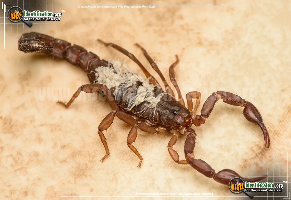 Southern Devil Scorpion