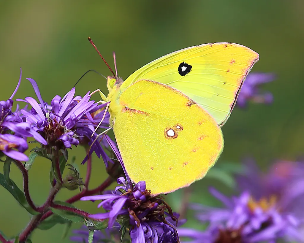 Southern Dogface Sulphur Butterfly - photo 2