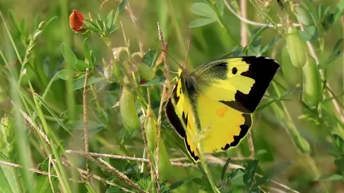 Southern Dogface Sulphur Butterfly - photo 4