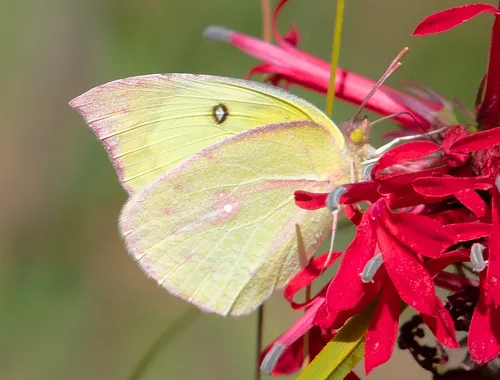 Southern Dogface Sulphur Butterfly - photo 5