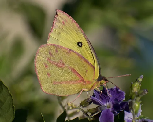 Southern Dogface Sulphur Butterfly - photo 6