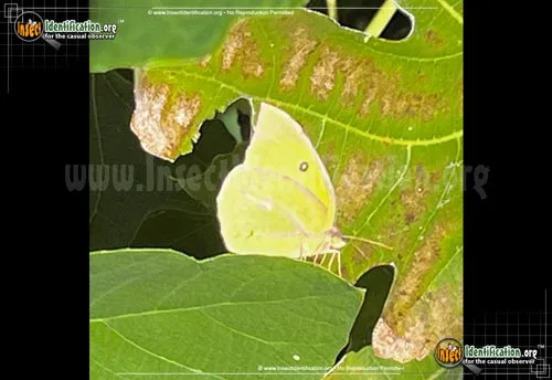 Southern Dogface Sulphur Butterfly - photo 8