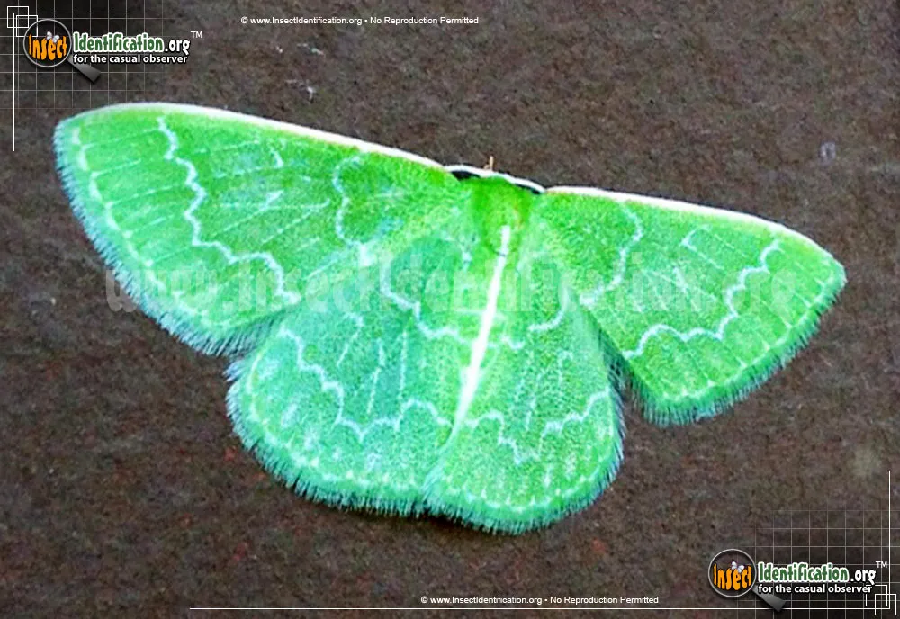 Southern Emerald Moth