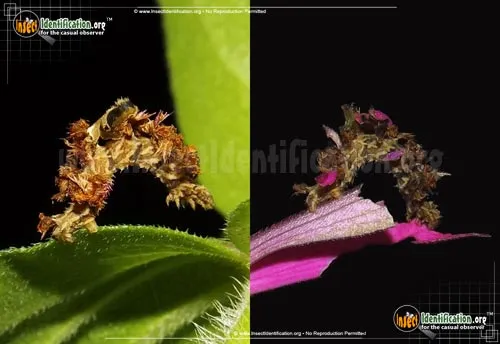 Southern Emerald Moth - photo 4